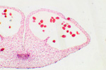 Пыльник под микроскопом, 60x