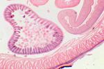 Аскарида под микроскопом, 60x
