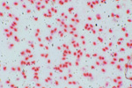 Кровь лягушки под микроскопом, 150x