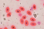 Кровь лягушки под микроскопом, 600x