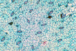 Эпидермис листа герани под микроскопом, 150x