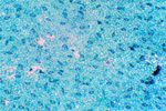 Эпидермис листа герани под микроскопом, 60x