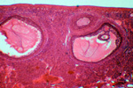 Яйцеклетка млекопитающего под микроскопом, 60x