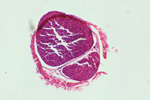 Нервные клетки под микроскопом, 150x