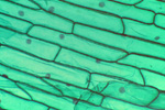 Кожица лука под микроскопом, 150x