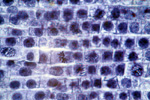 Митоз в корешке лука под микроскопом, 600x