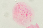 Однослойный эпителий под микроскопом, 600x
