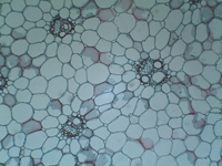 Corn Stem C.S. Поперечный срез стебля зерновой культуры №23.