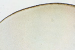 Животная клетка под микроскопом, 150x
