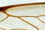 Крыло пчелы под микроскопом, 60x