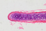 Костная ткань под микроскопом, 150x
