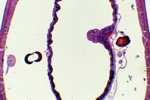 Дождевой червь (поперечный срез) под микроскопом, 60x