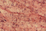 Рыхлая соединительная ткань под микроскопом, 600x