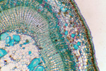 Ветка липы под микроскопом, 60x