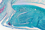 Зерновка ржи под микроскопом, 60x