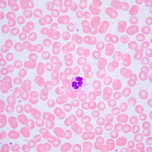 Микроскоп биологический MAGUS Bio 240B,  25