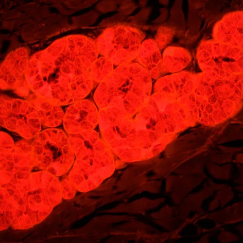 Микроскоп люминесцентный MAGUS Lum 450L,  25