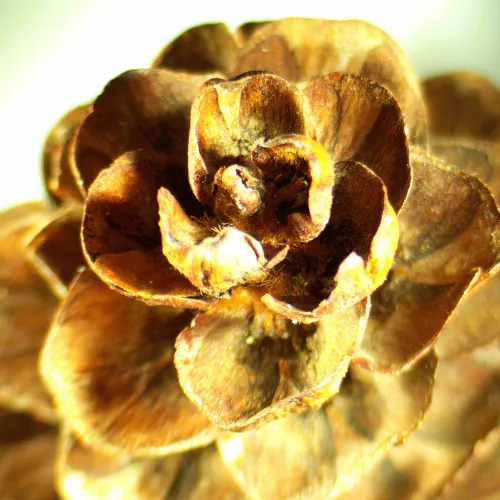 Микроскоп стереоскопический MAGUS Stereo A18T,  2