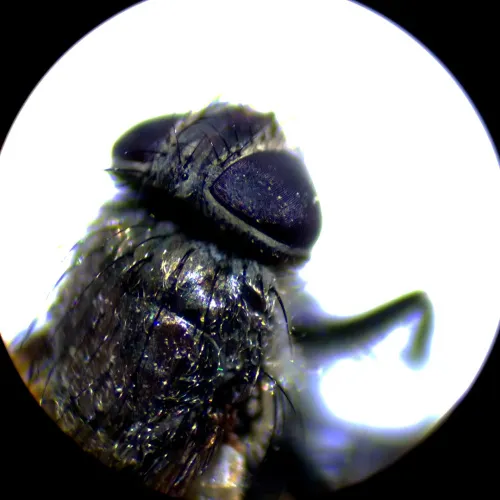 Микроскоп стереоскопический MAGUS Stereo A10,  18