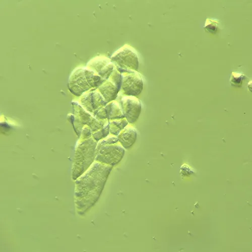 Устройство MAGUS HCM360 для работы методом контраста Хоффмана с набором объективов,  14