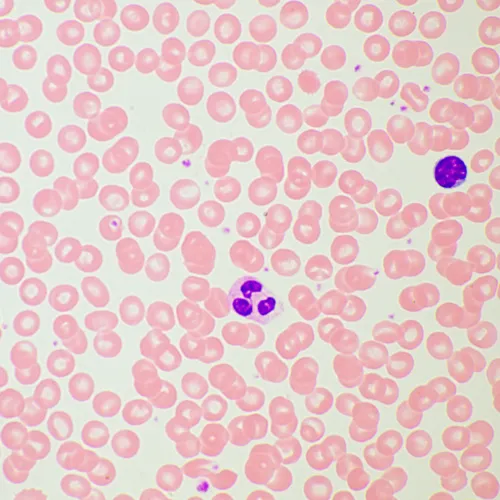 Микроскоп биологический MAGUS Bio 260T,  21