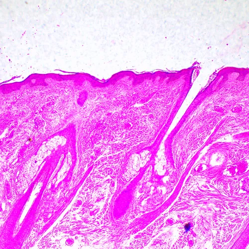 Микроскоп биологический MAGUS Bio 290T,  23