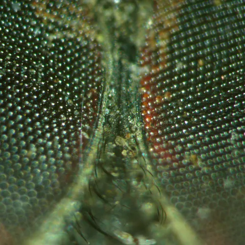 Микроскоп стереоскопический MAGUS Stereo A18T,  5