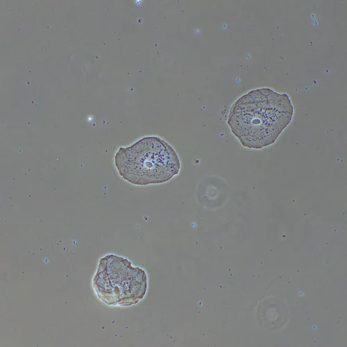 Фазово-контрастное устройство MAGUS PH2,  14