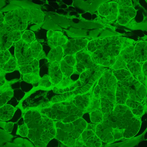 Микроскоп люминесцентный инвертированный цифровой MAGUS Lum VD500L LCD,  23