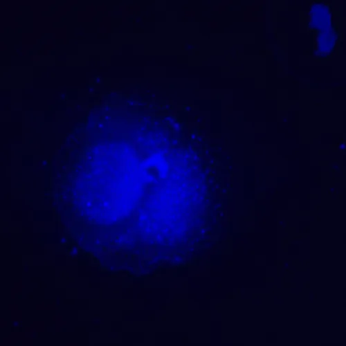 Микроскоп люминесцентный инвертированный цифровой MAGUS Lum VD500L LCD,  25