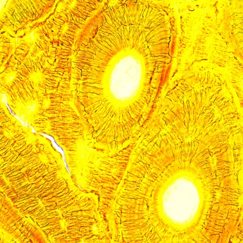 Микроскоп биологический цифровой MAGUS Bio D250T,  28