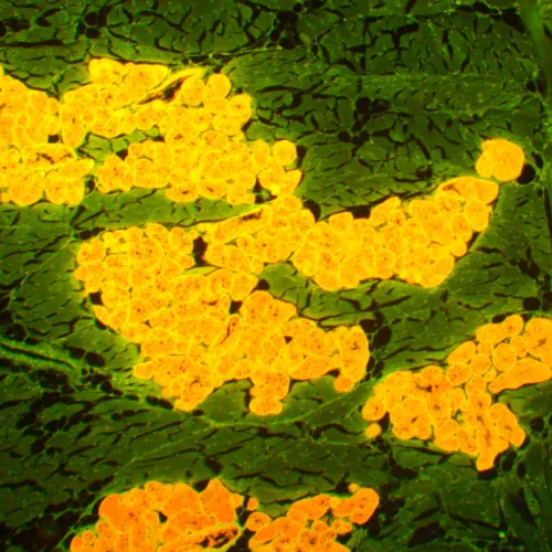 Микроскоп люминесцентный MAGUS Lum 450L,  22