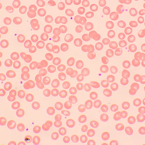 Микроскоп биологический MAGUS Bio 250BL,  19