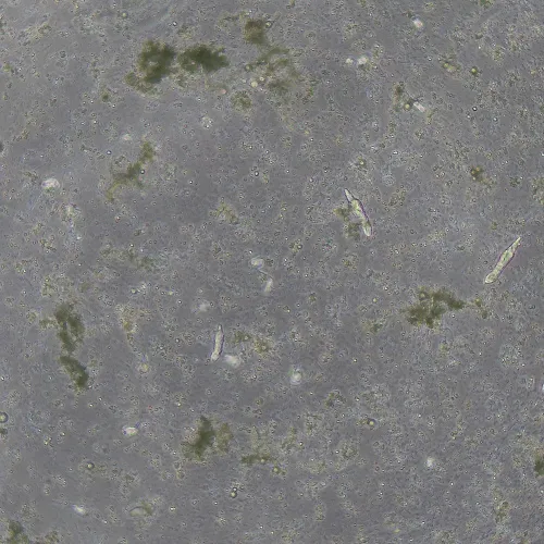 Фазово-контрастное устройство MAGUS SPH360 с набором объективов План ПолуАпохромат Plan S-Apo Ph 4х/10х/20х/40х/60х H60 мм,  14