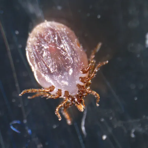 Микроскоп стереоскопический MAGUS Stereo A18T,  4