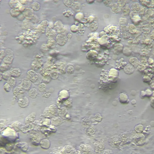 Устройство MAGUS HCM360 для работы методом контраста Хоффмана с набором объективов,  15