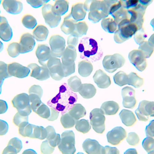 Микроскоп биологический цифровой MAGUS Bio D230TL LCD,  28