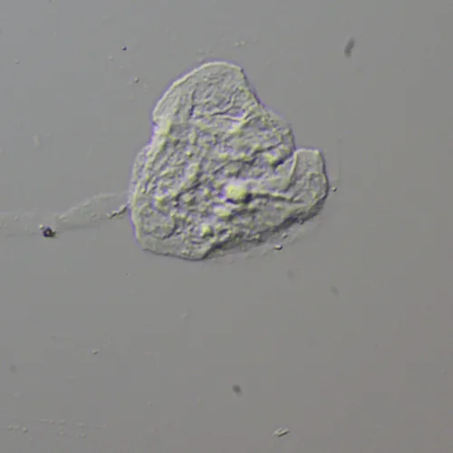 Устройство для работы методом дифференциально-интерференционного контраста (ДИК) MAGUS DIC290,  13