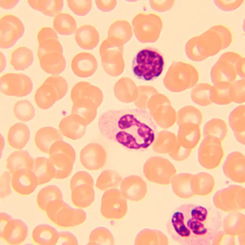 Микроскоп биологический цифровой MAGUS Bio D250T,  27