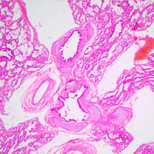 Микроскоп биологический MAGUS Bio 240B,  24