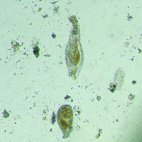 Микроскоп биологический инвертированный MAGUS Bio V300,  14