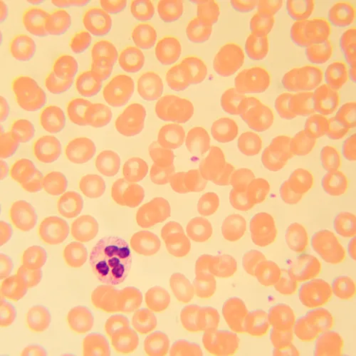 Микроскоп биологический цифровой MAGUS Bio D230T,  25