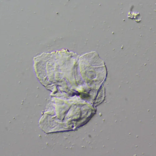 Устройство для работы методом дифференциально-интерференционного контраста (ДИК) MAGUS DIC290,  12