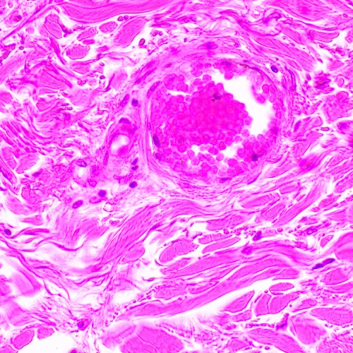 Микроскоп биологический MAGUS Bio 290T,  24