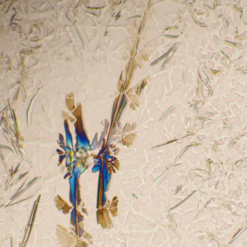 Микроскоп биологический MAGUS Bio 290T,  25