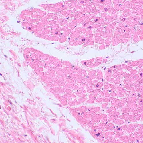 Микроскоп биологический цифровой MAGUS Bio D230TL LCD,  29