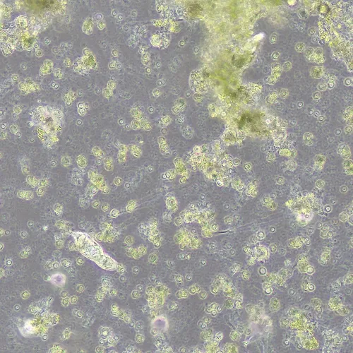 Фазово-контрастное устройство MAGUS SPH360 с набором объективов План ПолуАпохромат Plan S-Apo Ph 4х/10х/20х/40х/60х H60 мм,  15