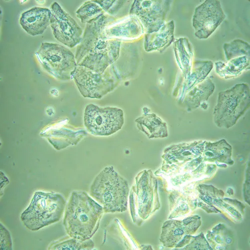 Микроскоп биологический инвертированный MAGUS Bio V360,  23