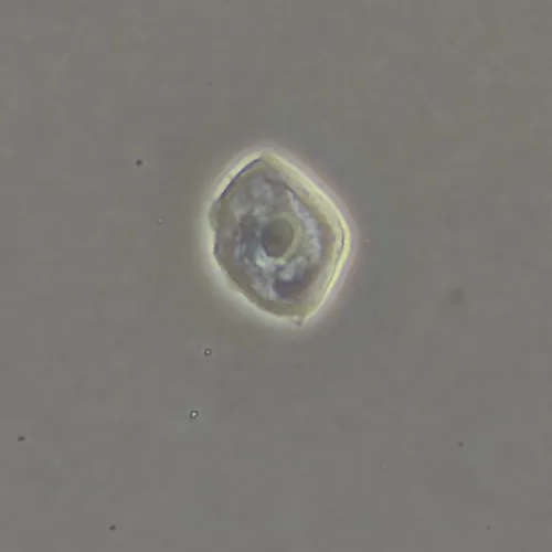 Фазово-контрастное устройство MAGUS SPH360 с набором объективов План ПолуАпохромат Plan S-Apo Ph 4х/10х/20х/40х/60х H60 мм,  17