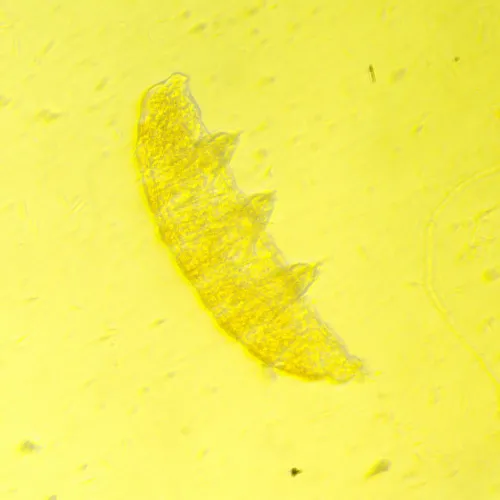 Микроскоп биологический инвертированный MAGUS Bio V350,  19